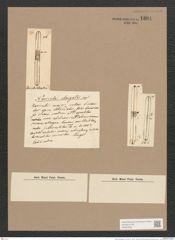 Navicula elongata Ehr. (de-Toni-Nr.: Genus 1, Species 768) Zeichnungen Sammlung Grunow Nr. 1304 (NHMW-BOT-W0367974)